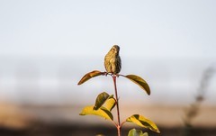 小黄雀（五十二）