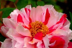 东湖牡丹园（五）