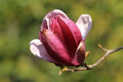 拍摄花卉一（1008）