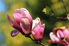 拍摄花卉一（1008）