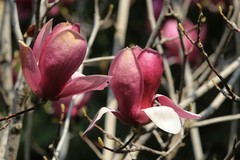 拍摄花卉一（1008）