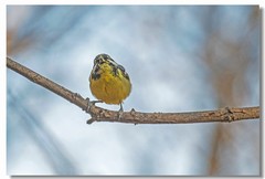 黄腹山雀（七）