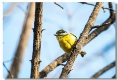黄腹山雀（七）