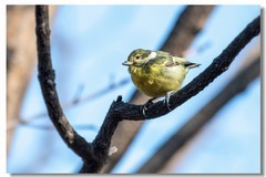 黄腹山雀（七）