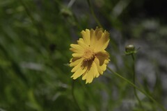 金鸡菊