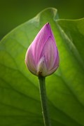 小荷才露尖尖角，早有蜻蜓立上头。