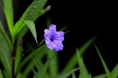 蓝花草 (7)