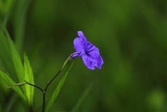 蓝花草 (7)
