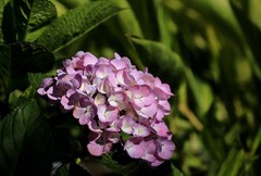 绣球花 (7)