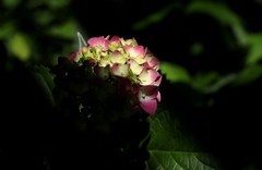 绣球花 (7)