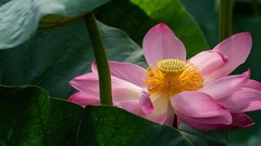 伏 日 荷 塘