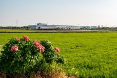 水稻公园随拍-3