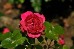 2026花卉植物赏析———月季【5】