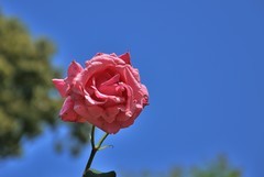 2026花卉植物赏析———月季【5】