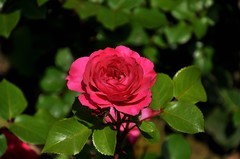 2026花卉植物赏析———月季【5】