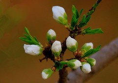 2183--(1)《不老松：纪实摄影》沧州名人植物园：寿星桃！