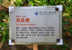 2183--(1)《不老松：纪实摄影》沧州名人植物园：寿星桃！
