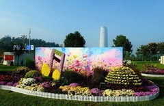 东湖开发区菊花展一