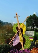 东湖开发区菊花展一
