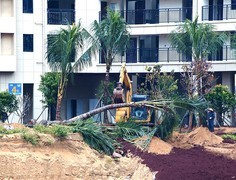 873【不老松：二游海南记实】】长島兰湾二期四栋绿化种树过程！请大家分享！