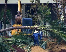 873【不老松：二游海南记实】】长島兰湾二期四栋绿化种树过程！请大家分享！