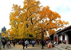 日照-天下第一银杏树