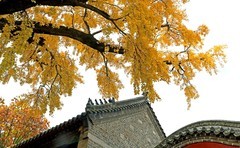 日照-天下第一银杏树