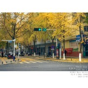 洒金的季节（手机）