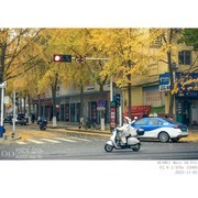 洒金的季节（手机）