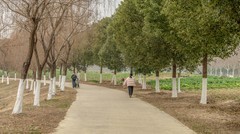 庐州印象（557）北涝圩湿地