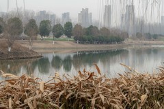 庐州印象（557）北涝圩湿地