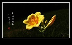 金灿灿的金娃娃萱草花