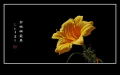 金灿灿的金娃娃萱草花