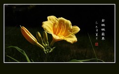 金灿灿的金娃娃萱草花