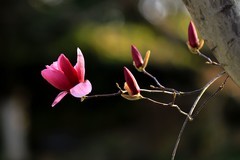 玉兰花 (18)