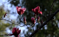 玉兰花 (18)