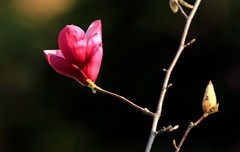 玉兰花 (18)