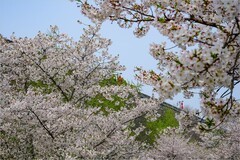 2026年第0483贴 -南京玄武湖樱花（0717）