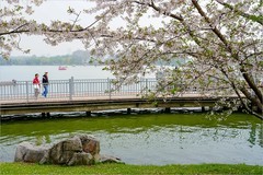 2026年第0485贴 -南京玄武湖樱花（0717）