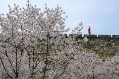 2026年第0485贴 -南京玄武湖樱花（0717）