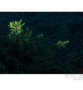 秦岭 · 松