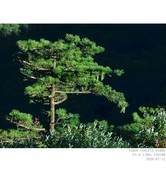 秦岭 · 松