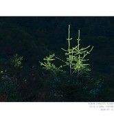 秦岭 · 松
