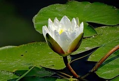 白睡莲