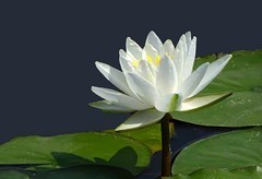 白睡莲