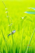 鸟中大熊猫——震旦鸦雀（11）