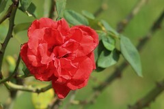 拍摄花卉一（852）