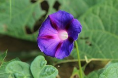 拍摄花卉一（852）