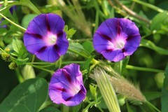 拍摄花卉一（852）