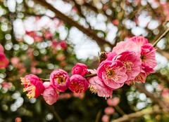 都市里的一抹春绯